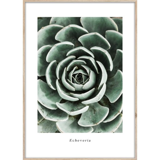 Tablou 50x70 cm Echeveria – Styler