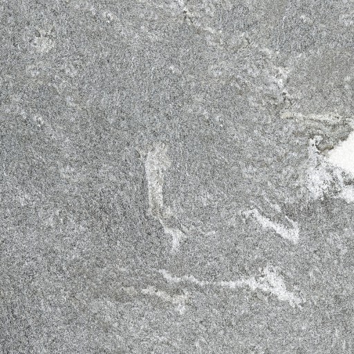 L’ALTRA PIETRA Colosseo Grigioni, 60 x 120 x 2 cm