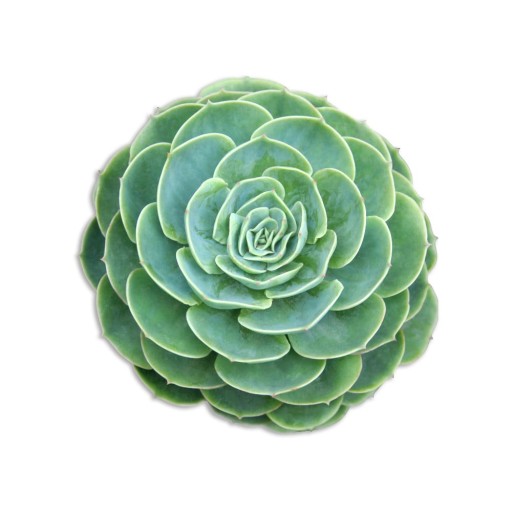 Suport decorativ pentru farfurie Madre Selva Suculenta, verde