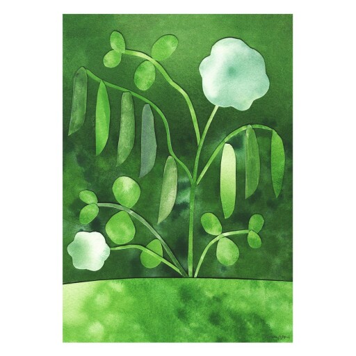 Poster 50x70 cm Peas in Bloom – Anna Ravn Bjørn – The Poster Club