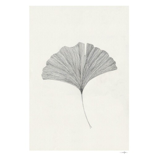 Poster 50x70 cm Ginkgo Leaf – Ana Frois – The Poster Club