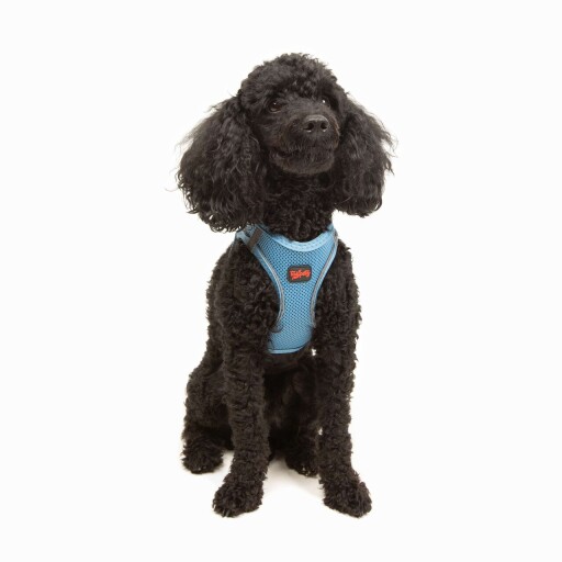 Ham pentru câini, Paws &amp; Whiskers, Air-Mesh, Poliester, Albastru