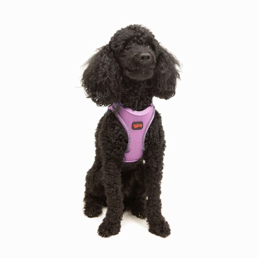 Ham pentru câini, Paws &amp; Whiskers, Air-Mesh, Poliester, Lila