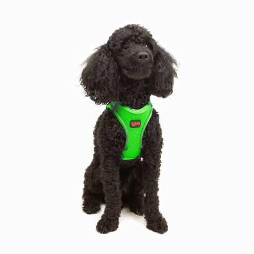 Ham pentru câini, Paws &amp; Whiskers, Air-Mesh, Poliester, Neo Verde