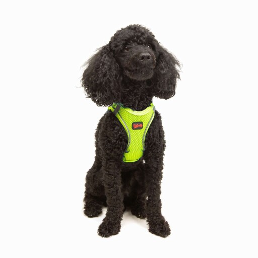 Ham pentru câini, Paws &amp; Whiskers, Air-Mesh, Poliester, Neo Lime