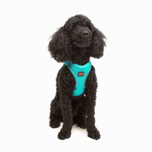 Ham pentru câini, Paws &amp; Whiskers, Air-Mesh, Poliester, Ocean