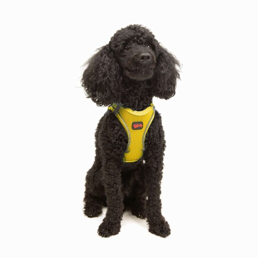 Ham pentru câini, Paws &amp; Whiskers, Air-Mesh, Poliester, Galben