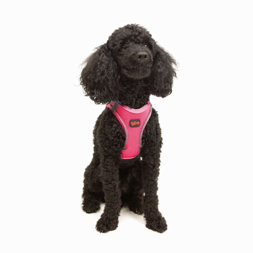 Ham pentru câini, Paws &amp; Whiskers, Air-Mesh, Roz neo