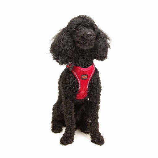 Ham pentru câini, Paws &amp; Whiskers, Air-Mesh, Granat