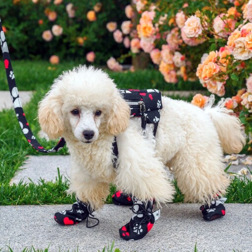Încălțăminte pentru câini, Paws &amp; Whiskers, Shoe, Negru
