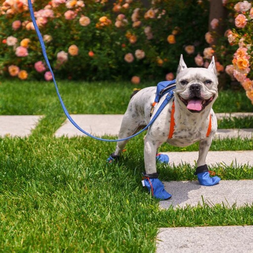 Încălțăminte pentru câini, Paws &amp; Whiskers, Shoe, Albastru