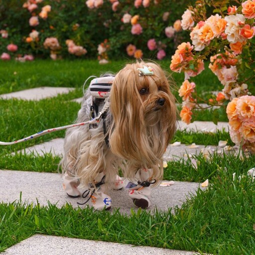 Încălțăminte pentru câini, Paws &amp; Whiskers, Shoe, Alb