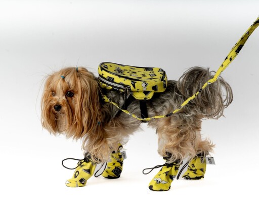 Încălțăminte pentru câini, Paws &amp; Whiskers, Shoe, Galben